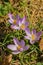 First Flowers of Spring â€“ Group of Crocuses Wildflowers