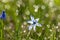 The first flowers after winter. Delicate flowers in spring. Primroses