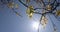 the first foliage on a walnut blooming with long flowers