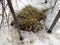 First foliage after winter. Thawed snow in the taiga. Thaw in the forest, Irkutsk. Siberia