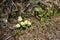 The first forest wild flowers. White flowers with a yellow center in a forest glade.