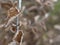 First frost - close up rime frozen autumn color leaves branch sn