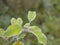 First frost - close up rime frozen green young apple tree leaves