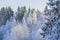 First frost in the forest. Belarusian landscape. Beginning of winter.