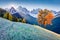 First frost in the mountains. Colorful autumn view of Santa Magdalena village in front of the Geisler or Odle Dolomites Group. Fro