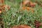 First frosts. Rime on green grass with fallen yellow leaves