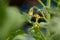 The first fruit and flowering of a red tomato