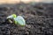 The first germinal leaves of a young cucumber close-up growing in the soil on a garden bed in drops of morning dew