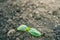 The first germinal leaves of a young cucumber close-up growing in the soil on a garden bed in drops of morning dew