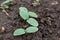 The first germinal leaves of a young cucumber. Close-up.Organic food. Macro