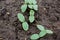 The first germinal leaves of a young cucumber. Close-up.Organic food. Macro