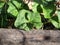 The first green of the hollyhock in the spring time