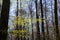 First green leaves of beech tree shimmering in springtime sun between bare leafless trees in german forest - Germany