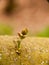 first growing shoot on tree bark branch macro close up spring detail