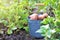 First harvest of potatoes in summer sunny day