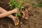 The first harvest of young potatoes