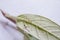 First instar Monarch caterpillar on leaf. Tiny caterpillar of Plain Tiger butterfly crawling on leaf. Baby caterpillar