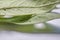 First instar Monarch caterpillar on leaf. Tiny caterpillar of Plain Tiger butterfly crawling on leaf. Baby caterpillar