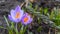 The first introduction of flowers, violet crocuses , snowdrops.