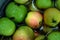 The first juicy small green apples with red, yellow, dark spots float in clear water.