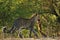 First Kill for Leopard cub.