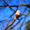 First leaf buds on young branches of a chestnut tree in early spring on a sunny day