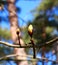 First leaf buds on young branches of a chestnut tree in early spring on a sunny day