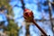 First leaf buds on young branches of a chestnut tree in early spring on a sunny day