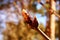 First leaf buds on young branches of a chestnut tree in early spring on a sunny day