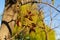 The first leaves appeared on the walnut tree