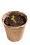 First leaves of cucumber seedlings