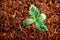 First leaves growing young medical marijuana in a pot