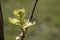 The first leaves of young grapes bloom in spring. Close-up