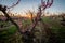 First light of the day peaks through fruit trees in an orchard