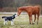 The first meeting husky and a foal