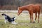 The first meeting husky and a foal