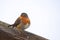 First migratory European robin Erithacus rubecula bird in Riga