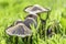 First mushrooms on sunny autumn meadow