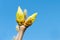 First new spring burgeon/bud on blue sky background. Outdoors cl