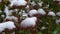 The first November snow on the green leaves. Early winter. Beautiful background.