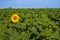 First one yellow sunflower on the green field. Motivation concept. Agriculture. Achieving success. Start, start of