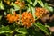 The first of the orange butterfly bushes to bloom this year