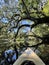 First-person POV of kayak paddling beneath ancient live oaks on the Sante Fe River, Florida