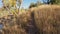 First person POV from riding a mountain bike on a single track trail