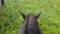 First-person view of the head and mane of the horse . Walk the horses on the colorful field. Family horse riding.