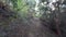 First person view of trail runner