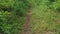 First-person view of the trail and wild forest lit by the summer sun after rain