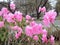 First Pink Azalea Plants Blossoming in Spring at Central Park.