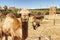 First plane of camel and dromedary in Mequinenza, near Fez, Morocco