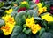 First primroses of spring at stall market